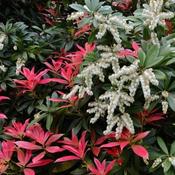 Pieris 'Forest Flame' (5L pot)