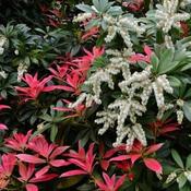 Pieris 'Forest Flame' (5L pot)