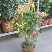 Pieris 'Forest Flame' (3L pot)
