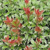 Pieris 'Little Heath' (10L pot) image