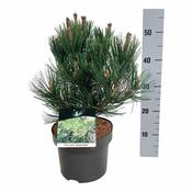 Pinus heldreichii 'Compact Gem' (4.5L pot) image