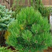 Pinus heldreichii 'Little Dracula' (2.3L pot) image