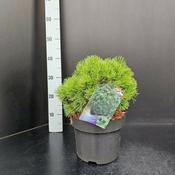 Pinus mugo 'Allgäu' (5L pot)