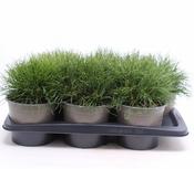 Pinus mugo mughus (2L pot) image