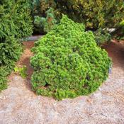 Pinus mugo 'Sherwood Compact' (10L pot) image