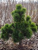Pinus mugo 'Sherwood Compact' (2.3L pot) image