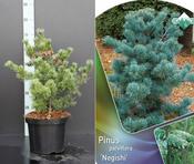 Pinus parviflora 'Negishi' (2.3L pot)
