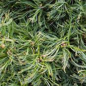 Pinus strobus 'Squiggles' (10L pot) image
