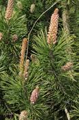 Pinus sylvestris (Scots Pine) (5L pot)