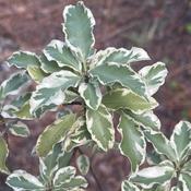 Pittosporum euginioides 'Variegatum' (5L pot)