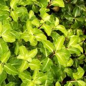 Pittosporum 'Gold Star' (3L pot)