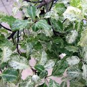 Pittosporum 'Irene Patterson' (3L pot)
