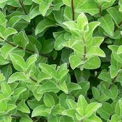 Pittosporum tenuifolium 'Irish Luck' (3L pot) image