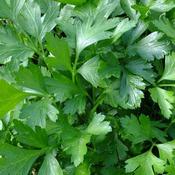 Plain Parsley (9cm pot)