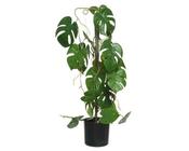 Plant Polyester image