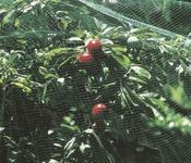 Plant Protection Net (4m x 8m) image