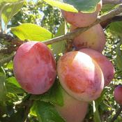 Plum 'Victoria' (10L pot)
