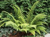 Polystichum 'Dahlem' (9cm pot) image