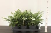 Polystichum munitum (2L pot) image