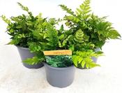 Polystichum rigens (10.5cm pot) image