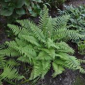 Polystichum setiferum (2L pot)