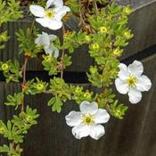 Potentilla 'Abbottswood' (3L pot)