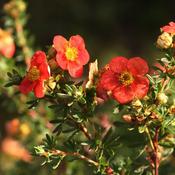 Potentilla 'Red Ace' (2L pot) image