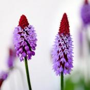 Primula vialii (9cm pot) image
