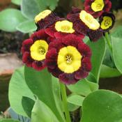 Primula x. Pubescens (auricula) (9cm pot)
