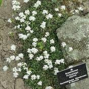 Pritzelago 'Crystal Carpet' (9cm pot) image
