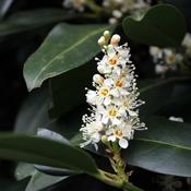 Prunus Angustfolia (3L pot) image