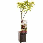 Prunus avium Duo Cherry Patio Fruit (5L pot) image