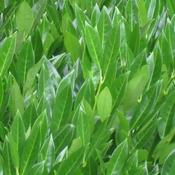 Prunus 'Caucasica' (2L pot)