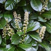 Prunus 'Etna' (2L pot) image