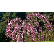 Prunus 'Kiku-S-Sakura' (10L pot)