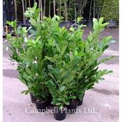 Prunus Laurocerasus Rotundifolia (5L pot)