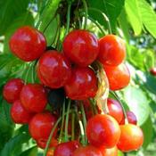 Prunus 'Morel' (10L pot) image