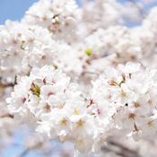 Prunus nipponica Brilliant (10L pot)