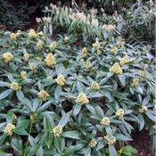 Prunus 'Otto Luyken' (Rootball 40-50cm pot)