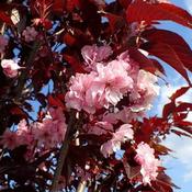 Prunus 'Royal Burgundy' (10L pot) image