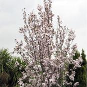Prunus 'Amanogawa' (10L pot)