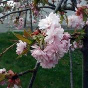 Prunus Kiki-Shidare (10L pot) image