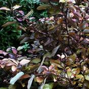 Pseudowintera 'Marjorie Congreve' (2L pot) image