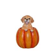 Puppy In A Pumpkin