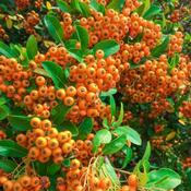 Pyracantha 'Orange Glow' (3.5L pot) image