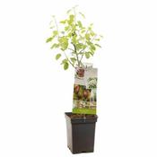 Pyrus comm. mix Duo Pear Patio Fruit (5L pot) image