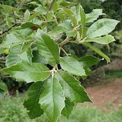 Quercus Ilex (10L pot)