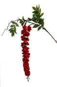 Red wisteria spray image