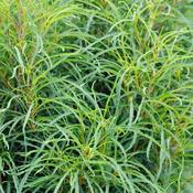 Rhamnus frangula 'Fine Line' ® (4.6L pot)