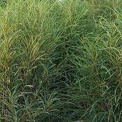 Rhamnus frangula 'Ron Williams' (2.3L pot)